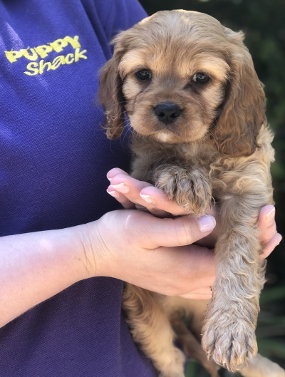 Absolutely beautiful golden-coloured Cavoodle and Cavapoo puppy dog held in loving arms at Puppy Shack Brisbane.